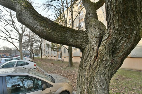 Korhadás miatt balestveszélyessé vált fákat kell kivágni a Gáz utcai garázssornál
